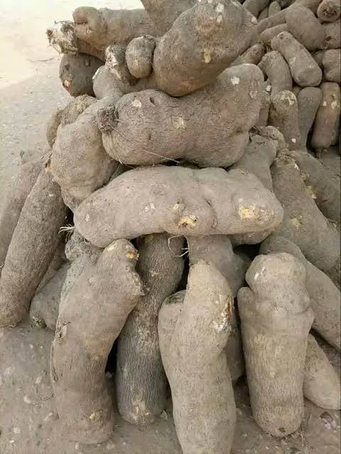 Yam