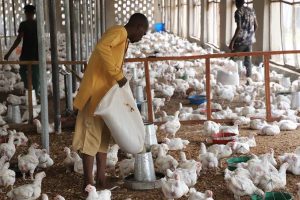 Poultry Farmers